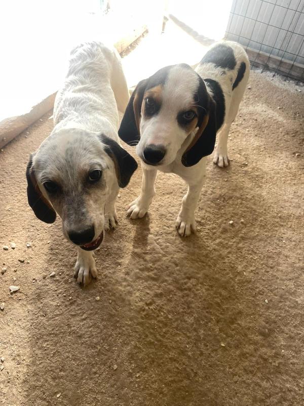 LA SPLENDIDA SELENE  Foto 5